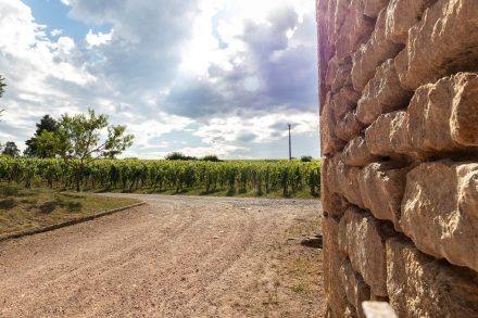 mur de pierres proche des vignes